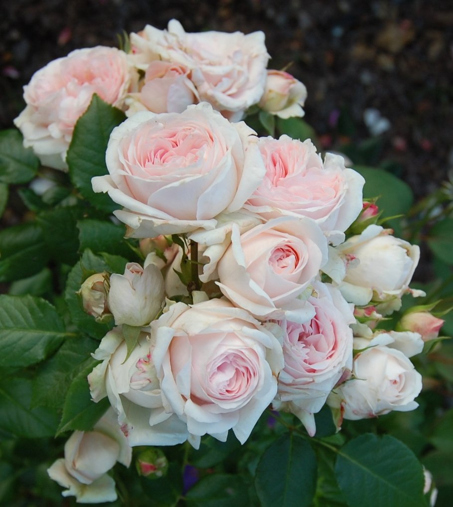 Роза плетистая джардина