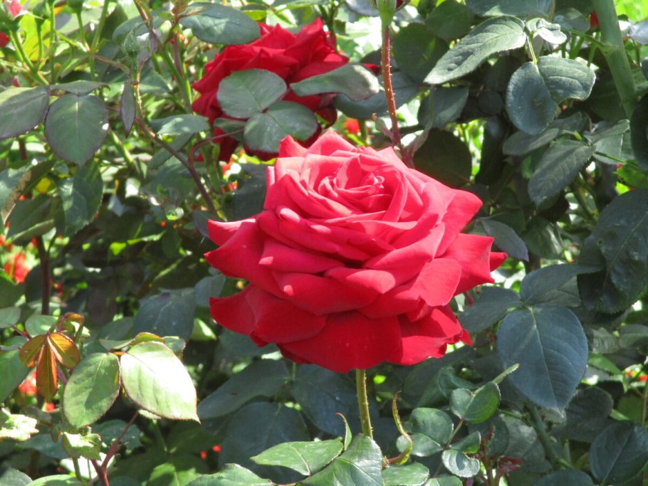 Роза кер де Ванде