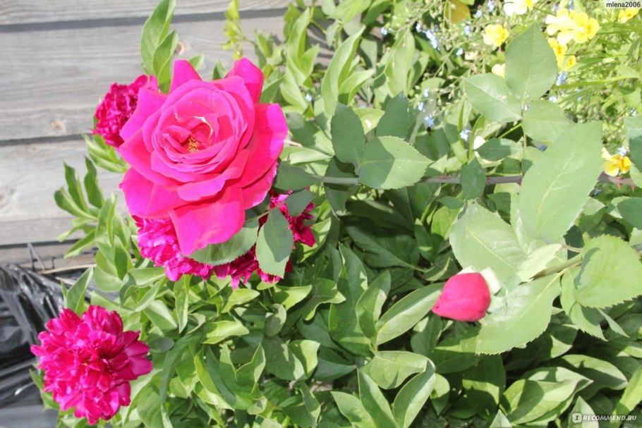 Роза чайно-гибридная Соверен