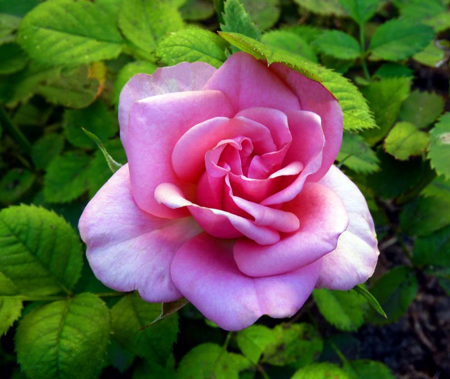 Роза дам де кер