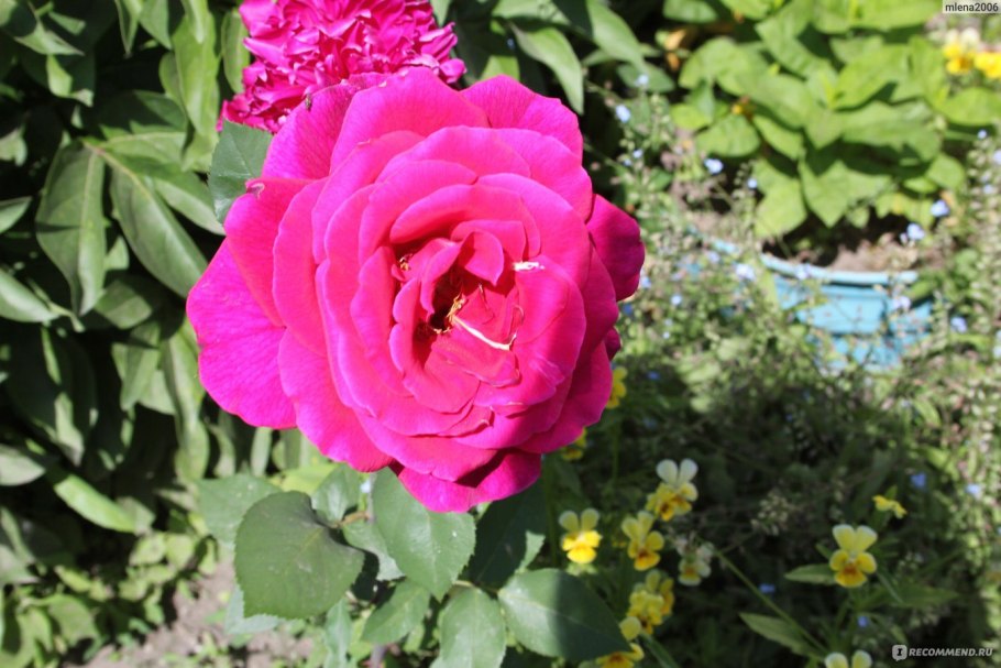 Роза чайно-гибридная Dame de coeur