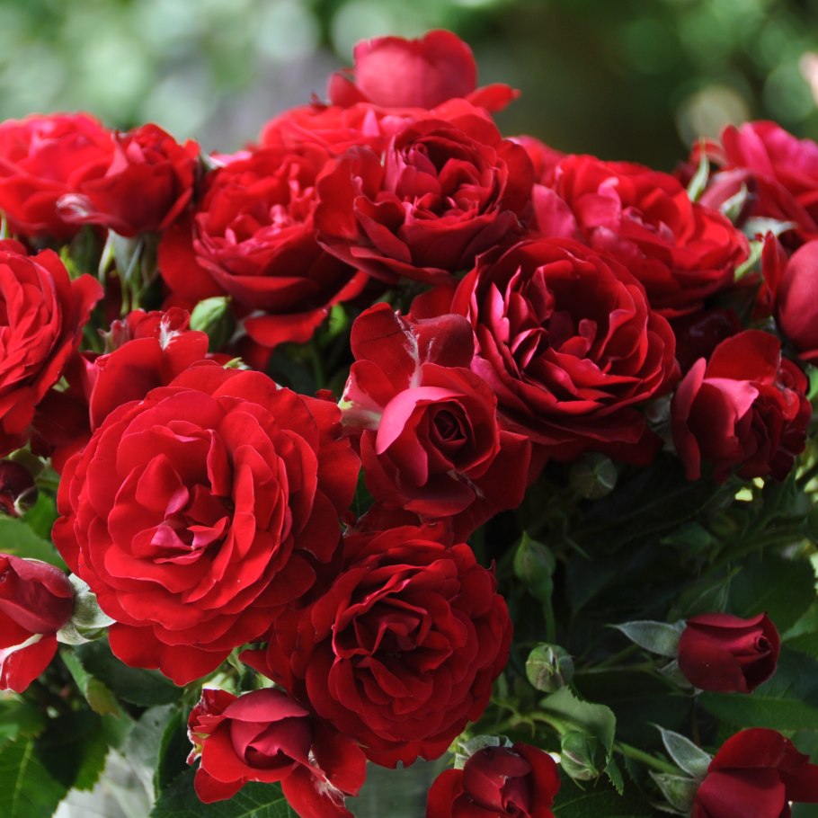 Роза сорт 'Dame de coeur'