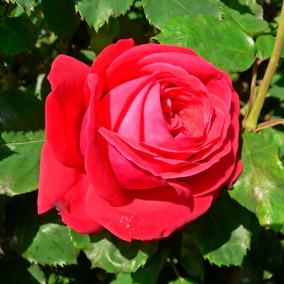 Роза мадам де кер