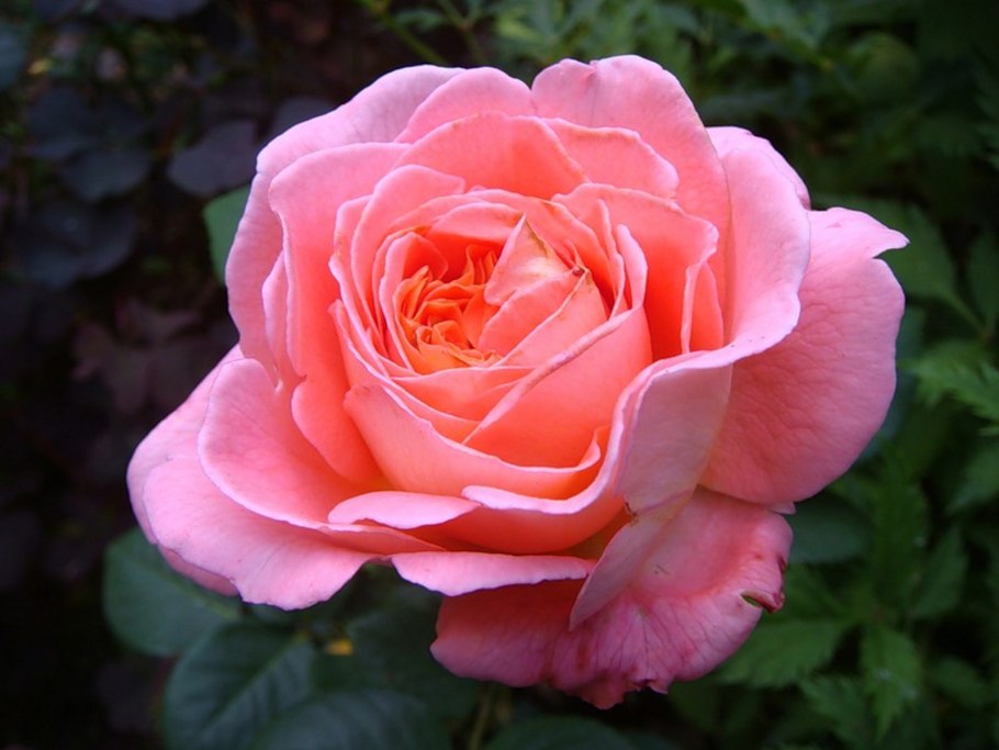 Роза лолипоп