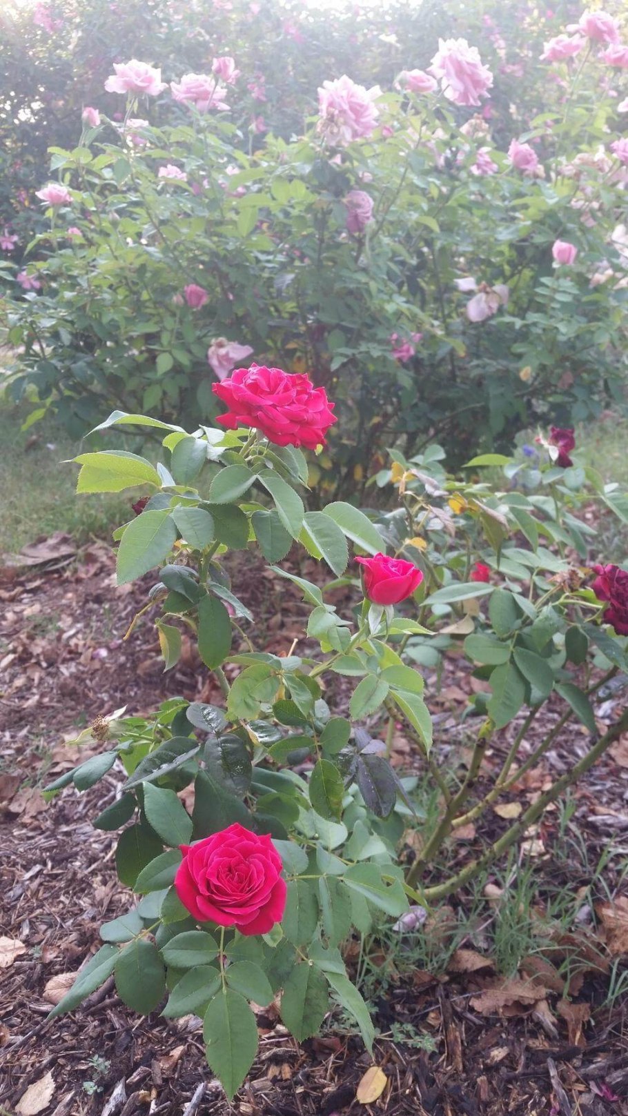 Роза чайно-гибридная "Ingrid Bergman"