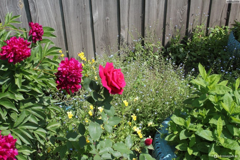 Роза дам де кер