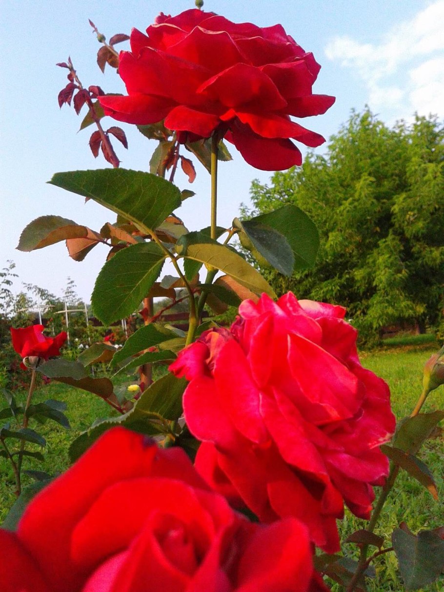 Роза чайно-гибридная Dame de coeur