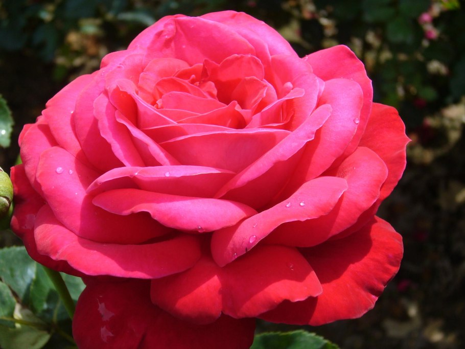 Квин оф Хартс роза чайно гибридная