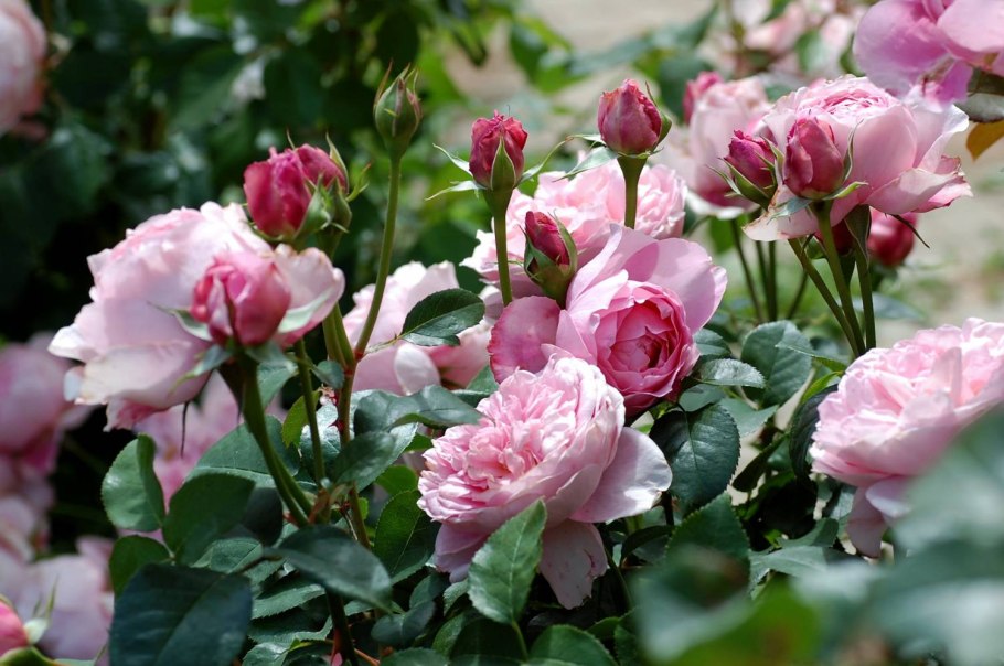 Роза дамес де шенонсо