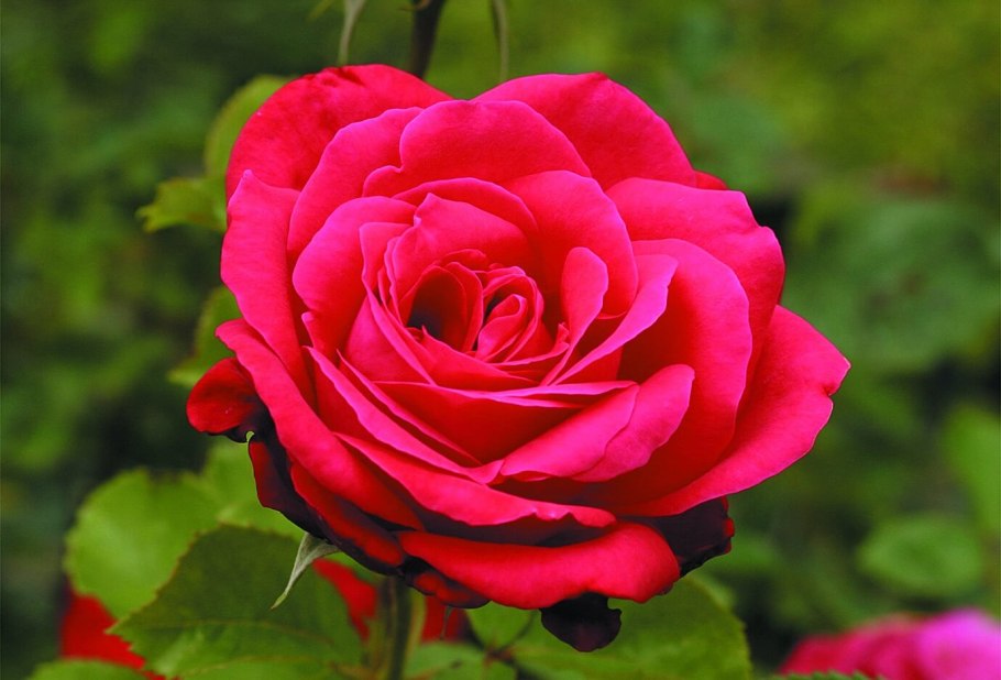 Роза дама де кер чайно-гибридная