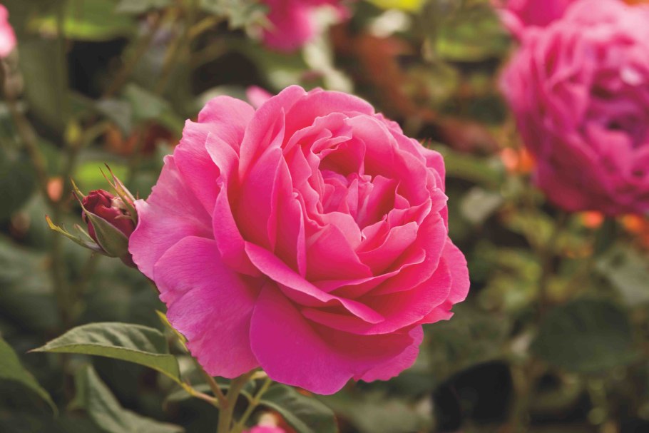 Роза Нотр дам де Розер