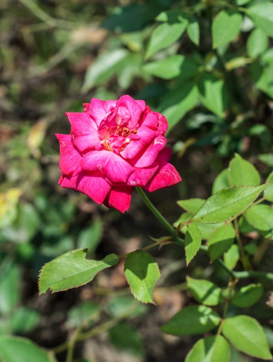 Роза чайно-гибридная Dame de coeur