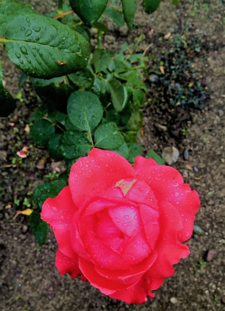 Роза дама де кер чайно-гибридная