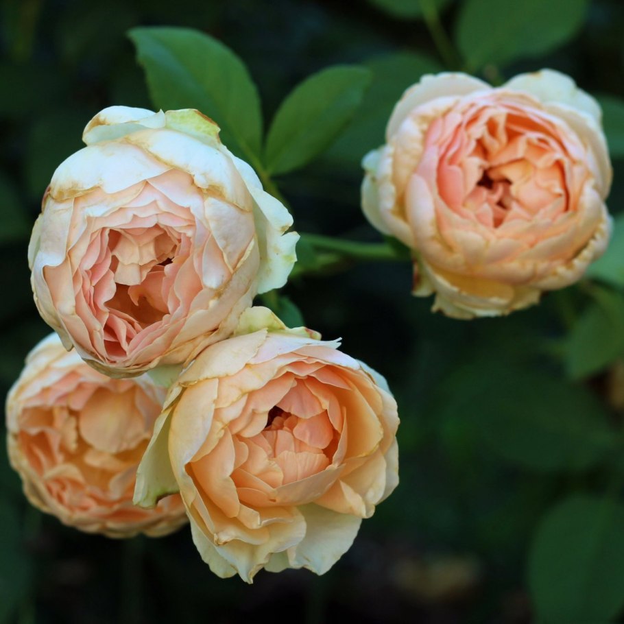 Роза джуд обскур