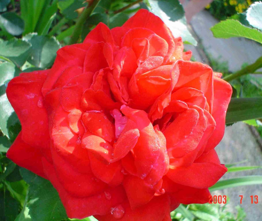 Роза «Пьер де Ронсар» (Эден Роуз)