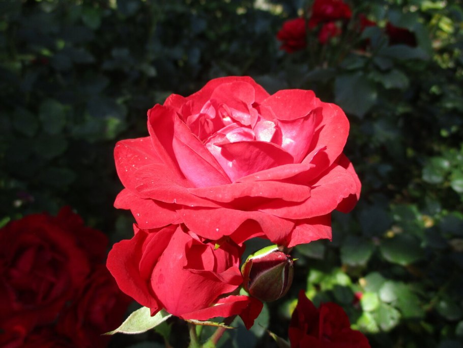 Роза чайно-гибридная Dame de coeur красный