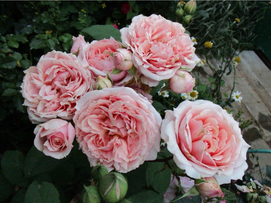 Роза мерценхаубер