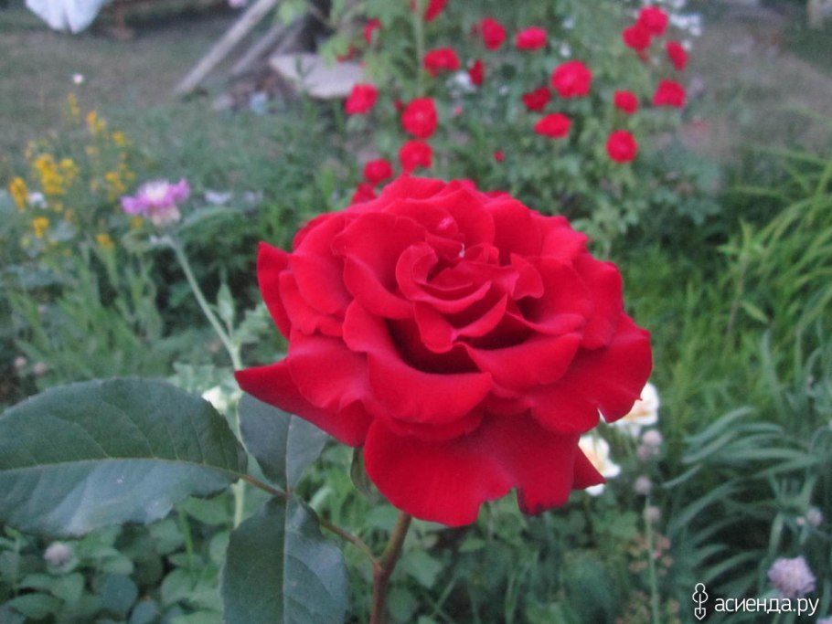 Роза дамес де Шенонсо