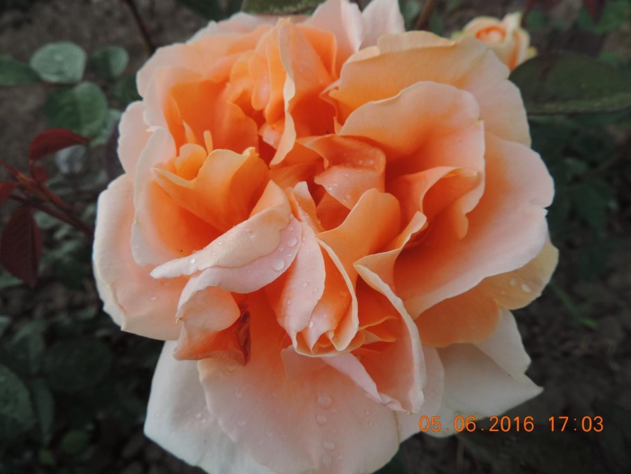 Роза априкот