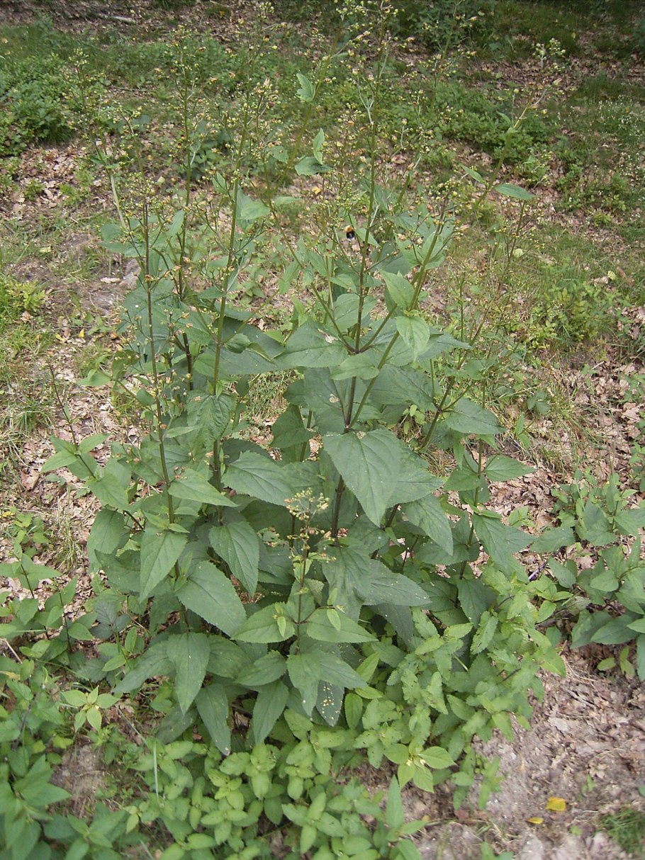 Норичник шишковатый (Scrophularia nodosa)