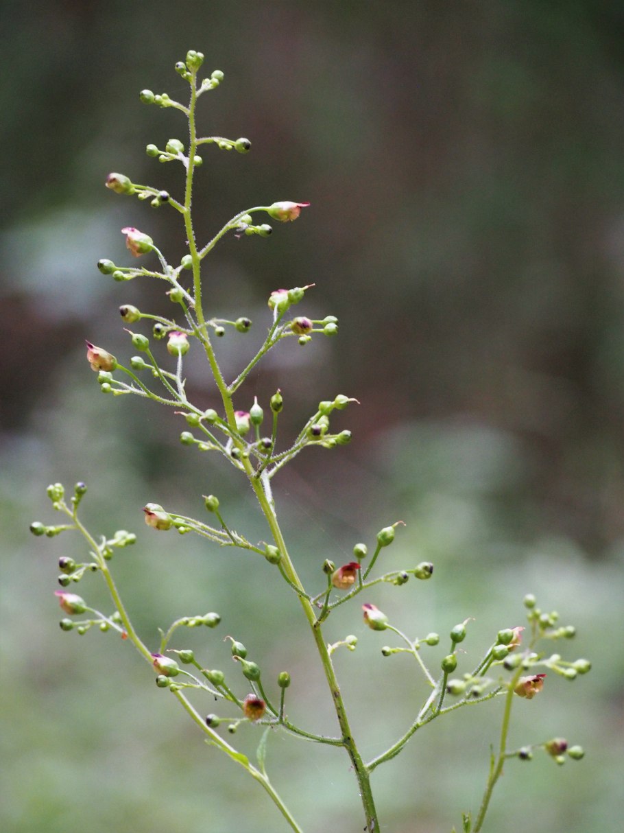 Норичник шишковатый (Scrophularia nodosa l.)