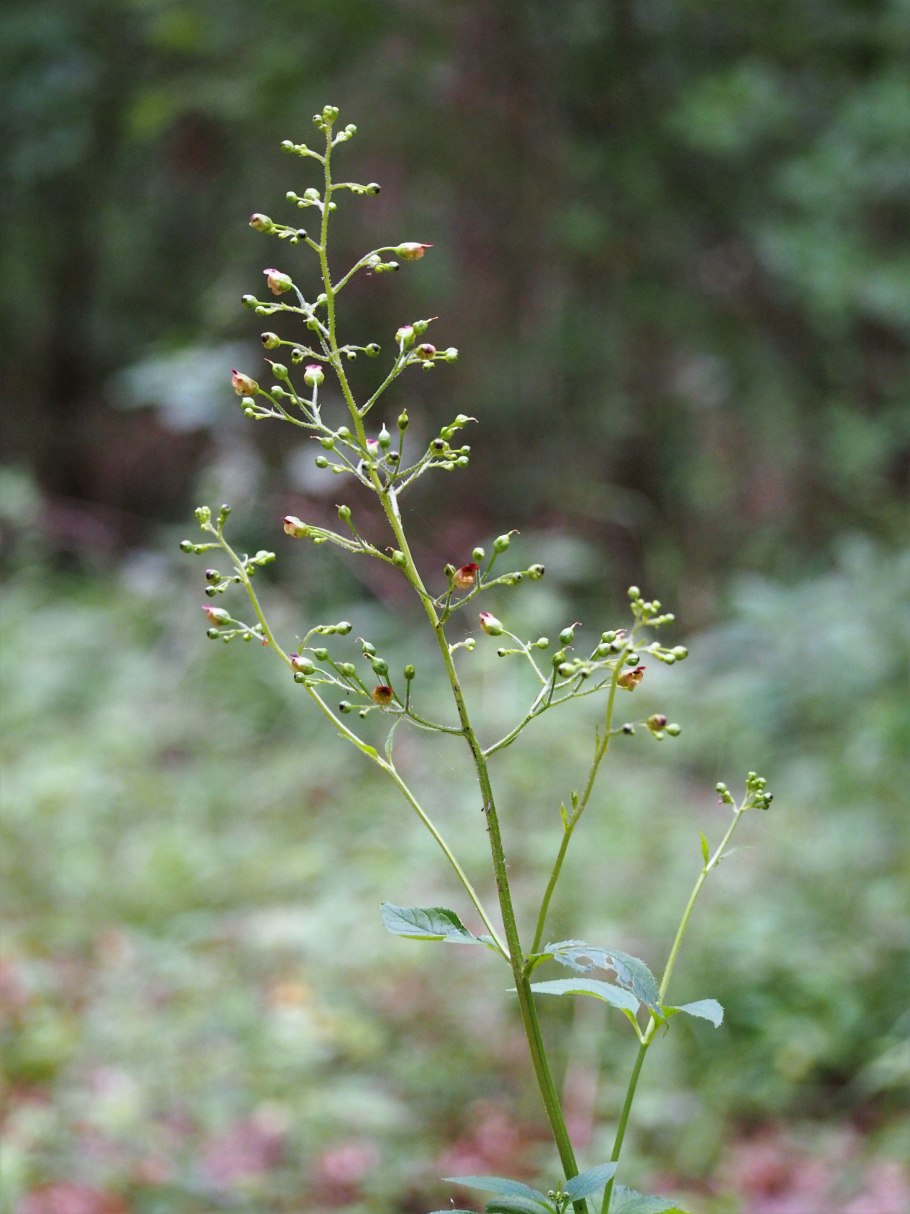Scrophularia nodosa гомеопатия тиф