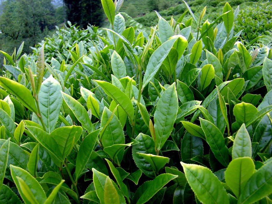 Camellia sinensis Leaf