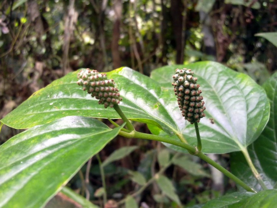 Гетероморфа древовидная (heteromorpha arborescens) (