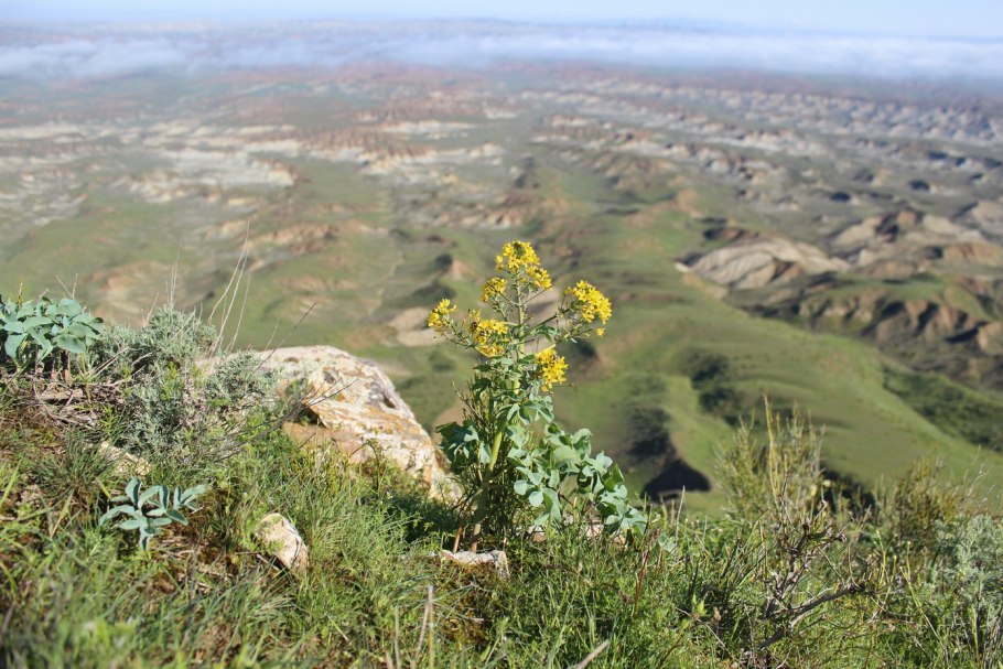 Вероника Лавери