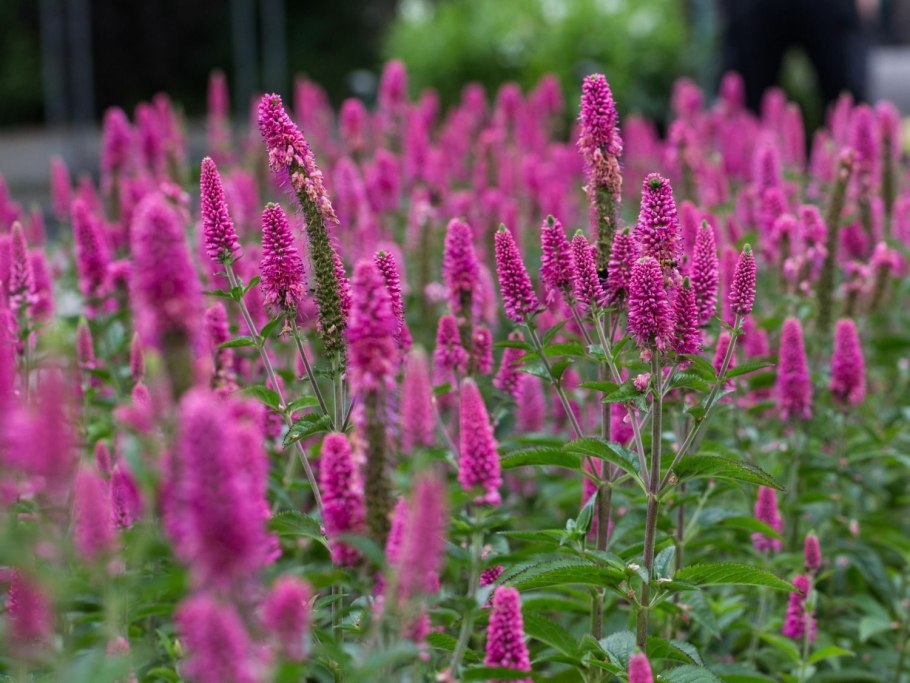 Вероника Вернадская