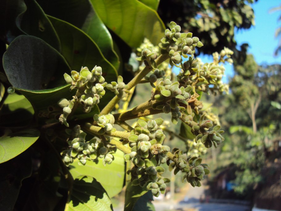 Dipterocarpus alatus. Ботаническая иллюстрация