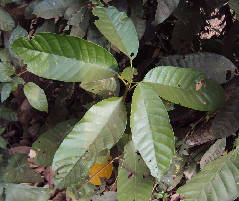 Ватерия индийская (Vateria) (семейство диптерокарповые)