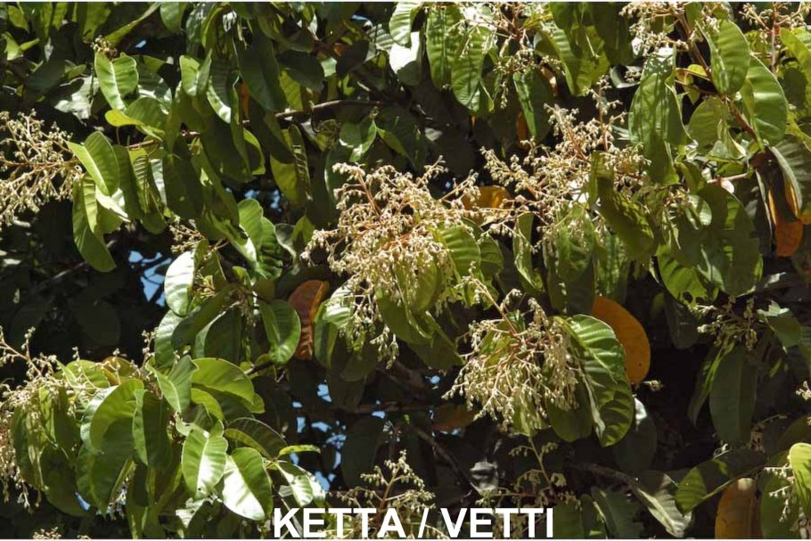 Индийская невеста