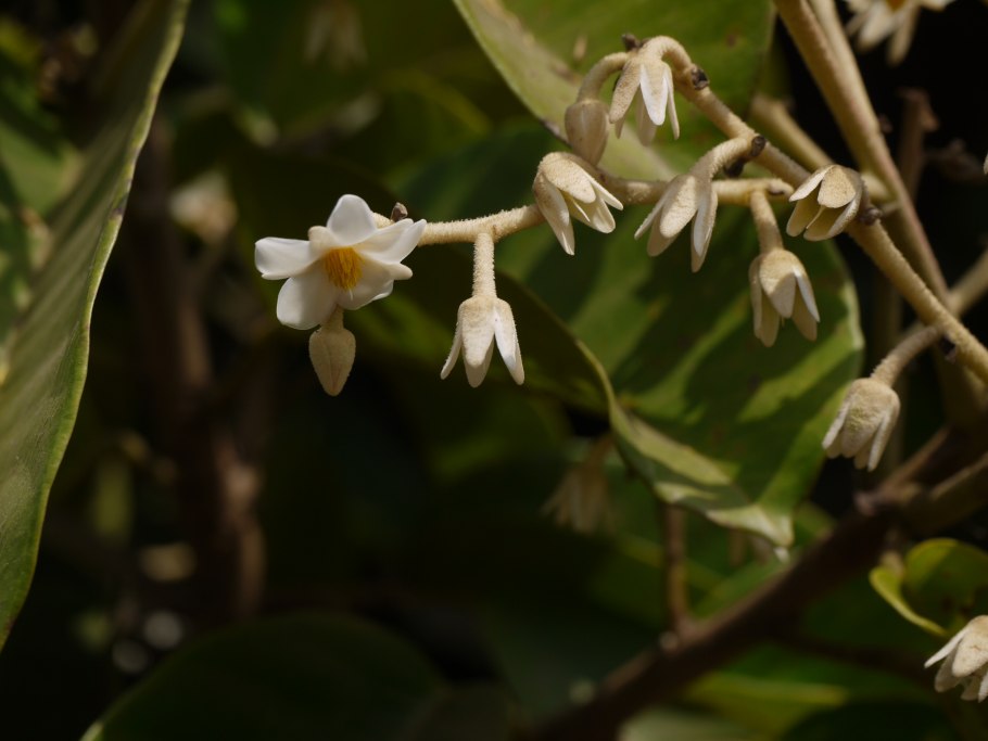 Ватерия индийская (Vateria) (семейство диптерокарповые)