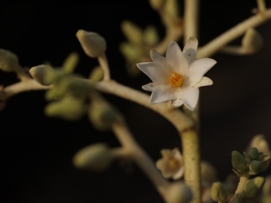 Graptopetalum paraguayense