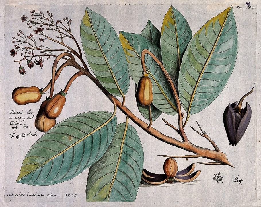 Опунция индийская которой 30 лет