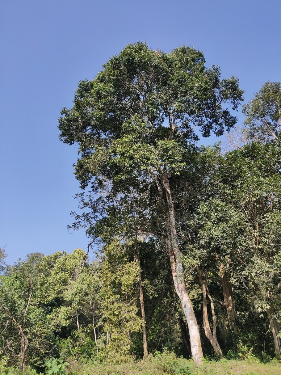 Обычаи Индии свадьба