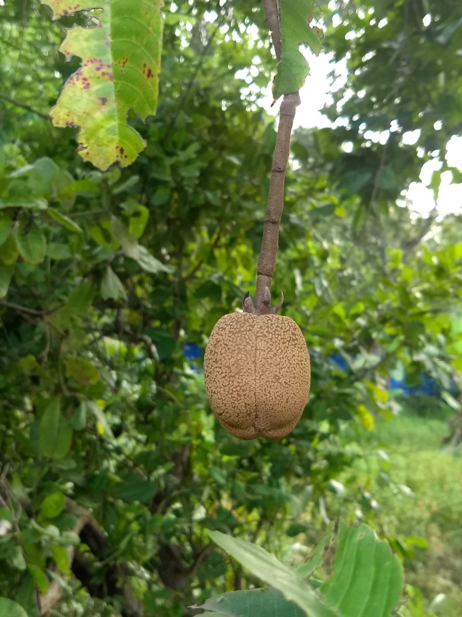 Дурга Лакшми Сарасвати