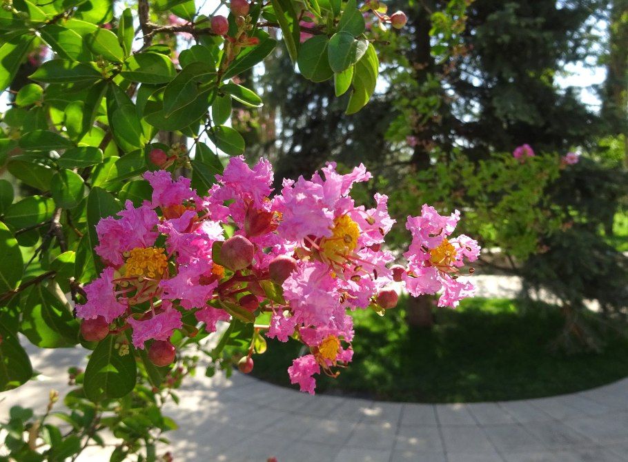 Индийская сирень лагерстремия