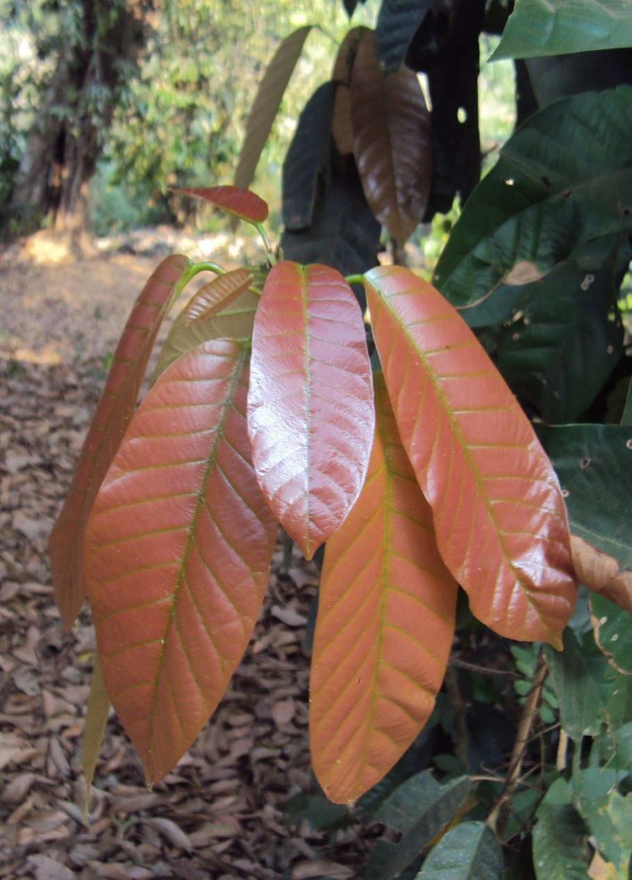 Дерево Копаль