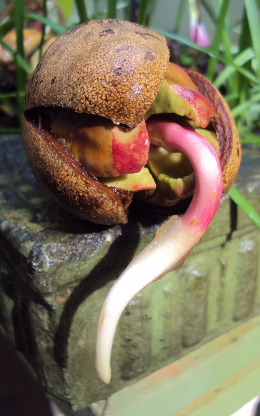Nepenthes ampullaria