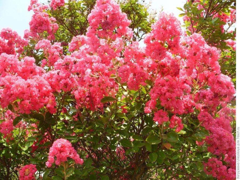 Лагерстремия куст