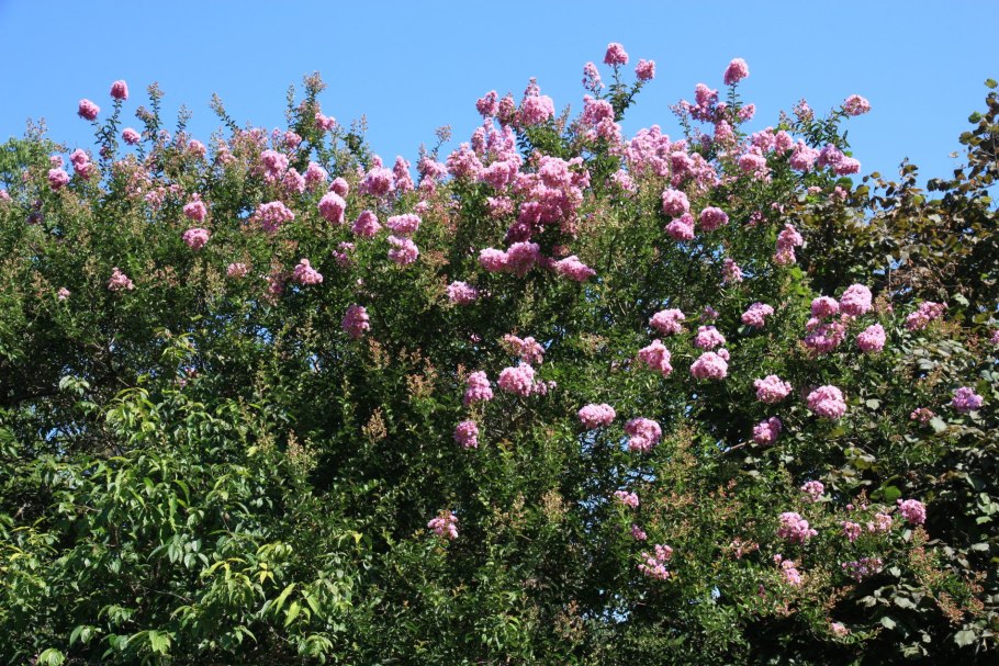 Лагерстремия индийская