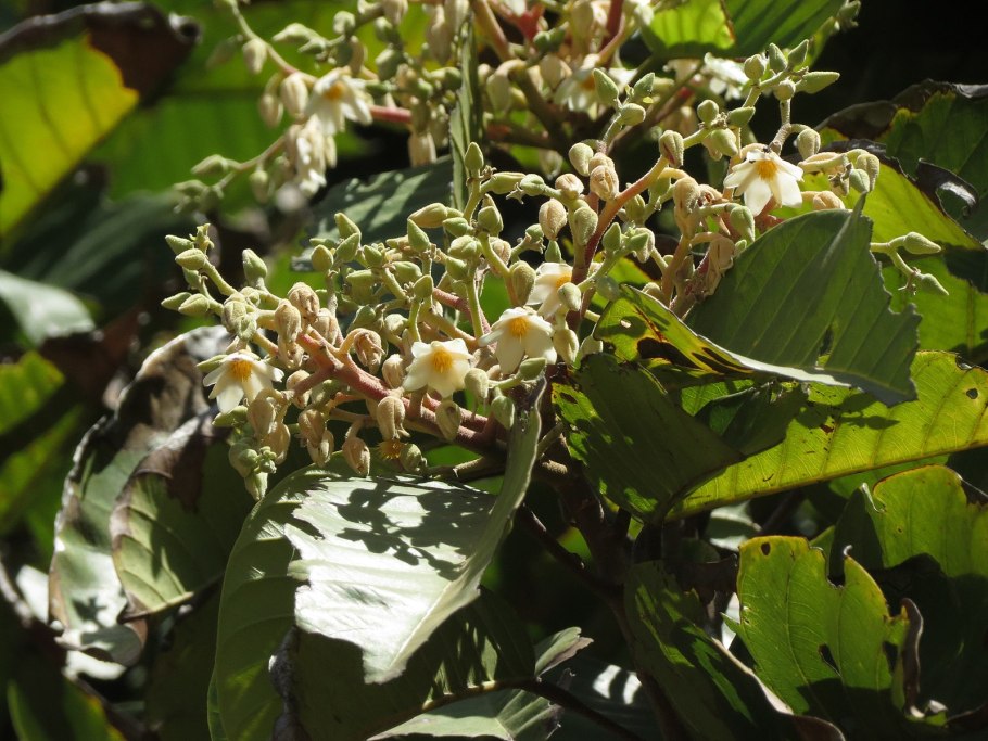 Белый Даммар (Vateria Indica)