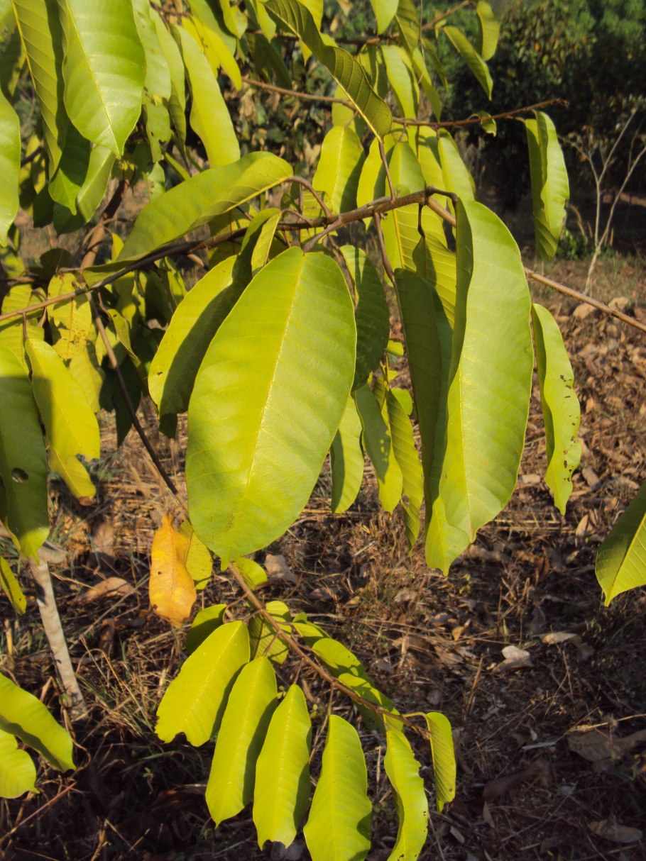 Artocarpus gomezianus