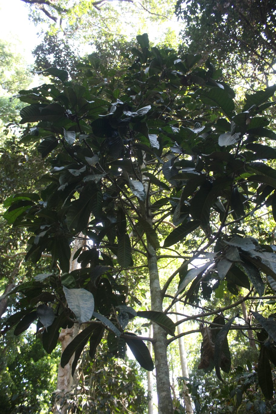 Syagrus romanzoffiana