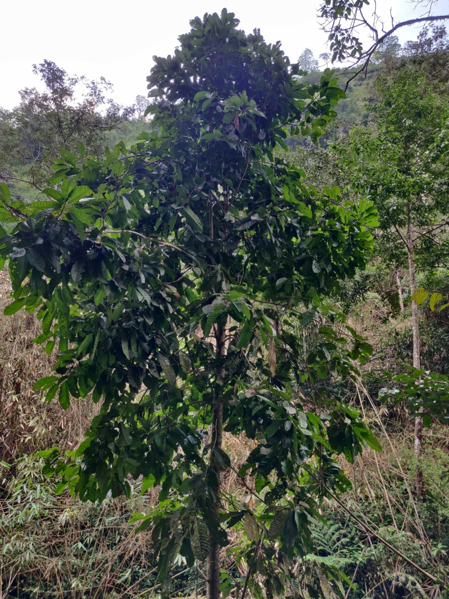 Саванны растения Анчар