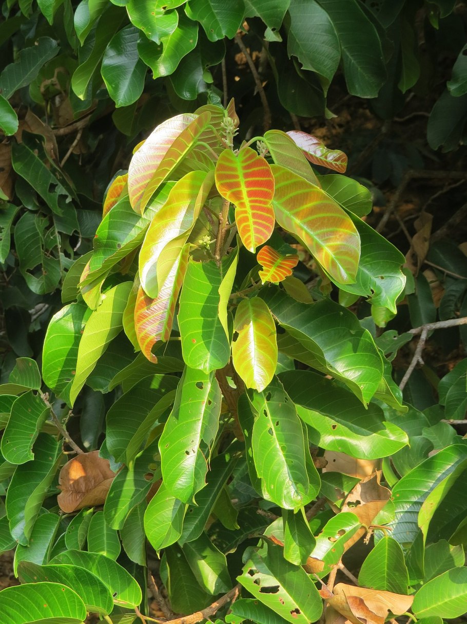 Лагерстремия индийская куст