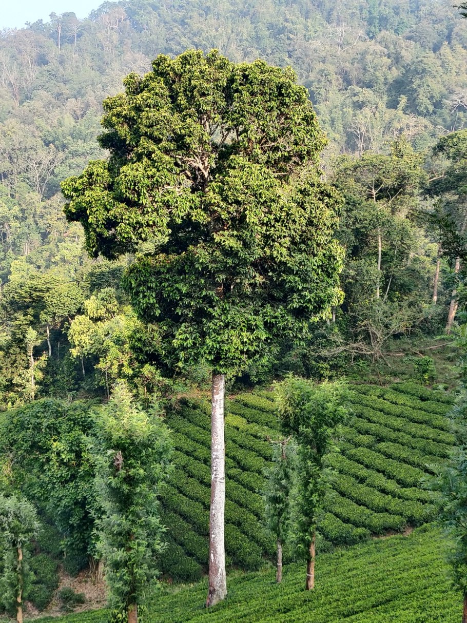 Ceylon tea plantations