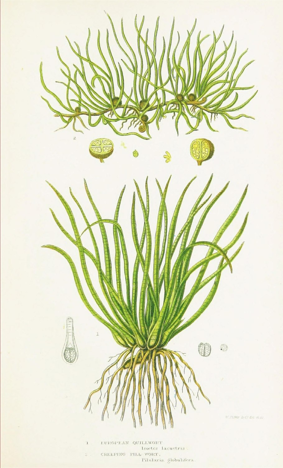 Isoetes echinospora